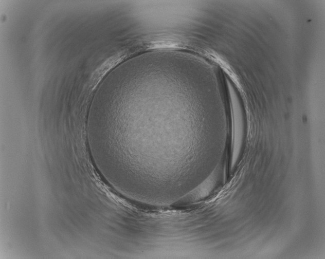X0000070340385200606121146