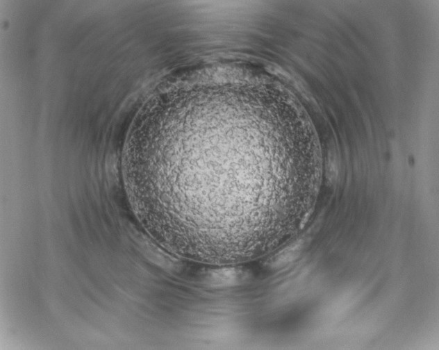 X0000070340473200606121145