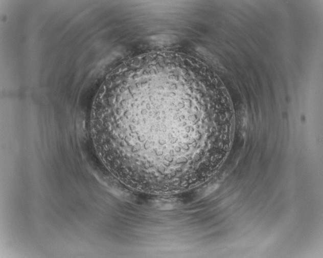 X0000070340615200606121142
