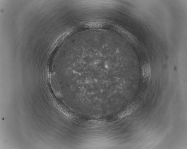 X0000070340733200606121140