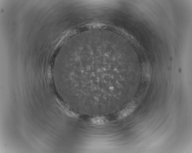 X0000070340761200606121140