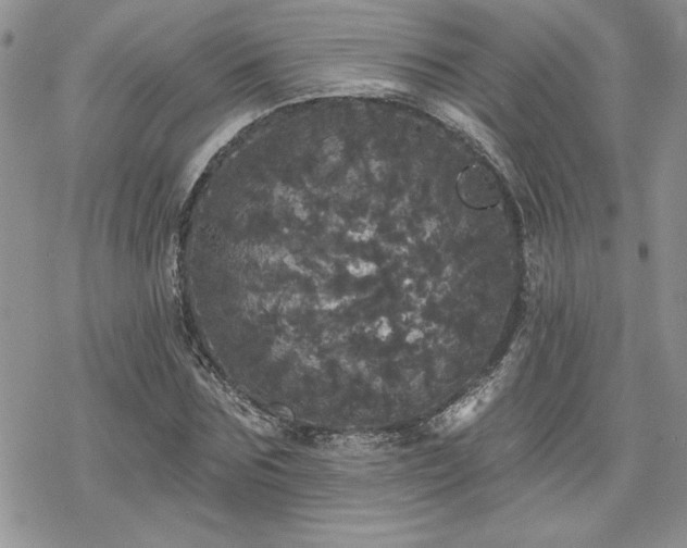 X0000070340875200606121138