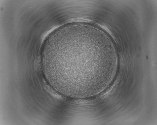 X0000070340971200606121136