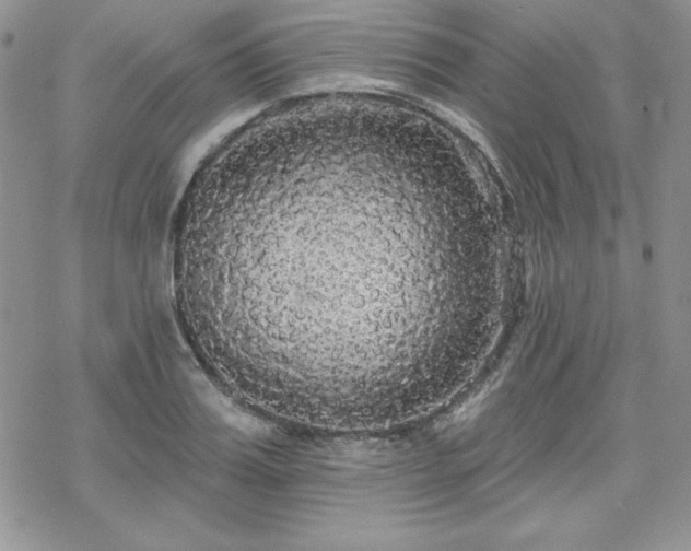 X0000070340987200606121136