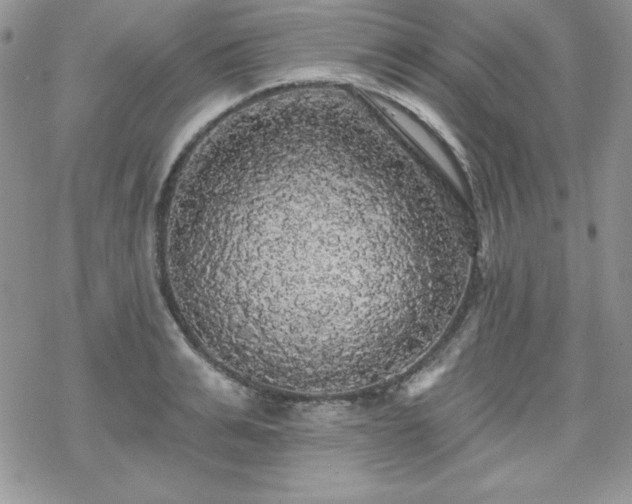 X0000070340991200606121136