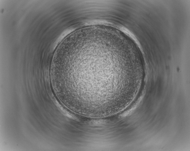 X0000070341041200606121136