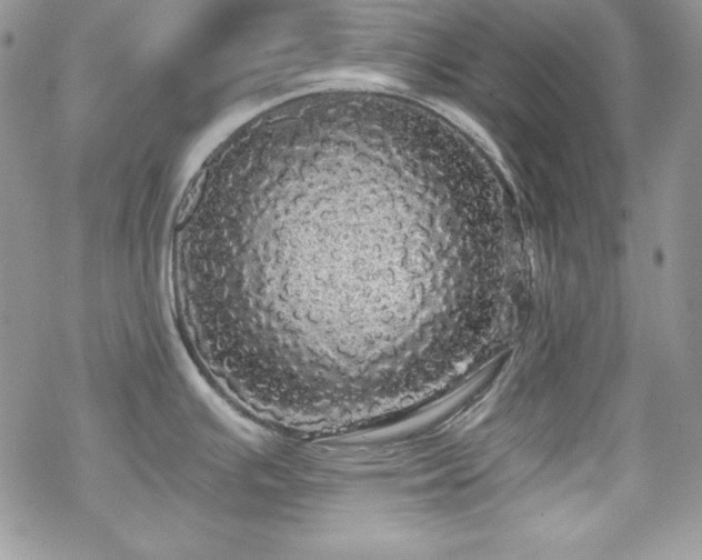 X0000070341391200606121130