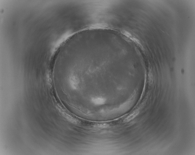 X0000070341454200606121129