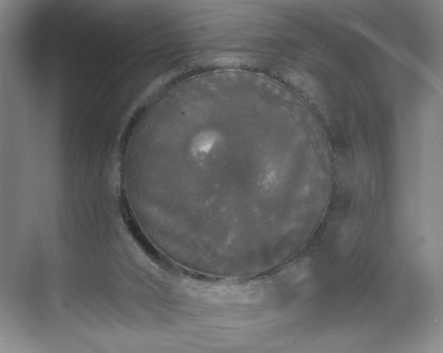 X0000070340016200606161302