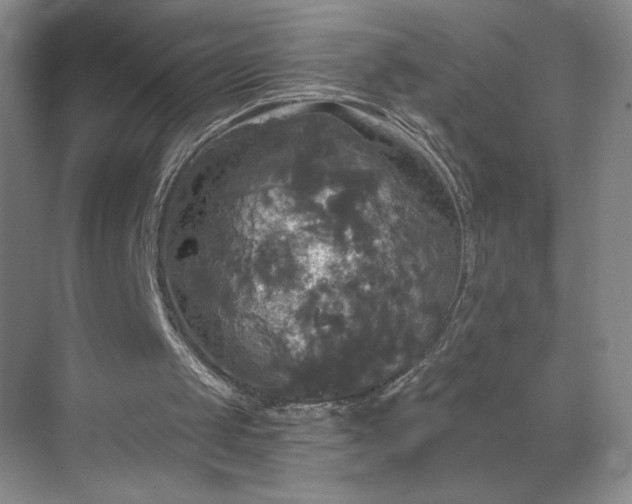 X0000070340049200606161301