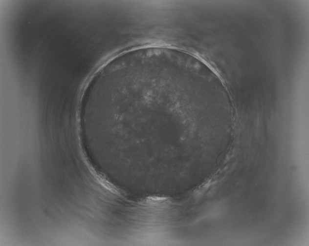 X0000070340055200606161301