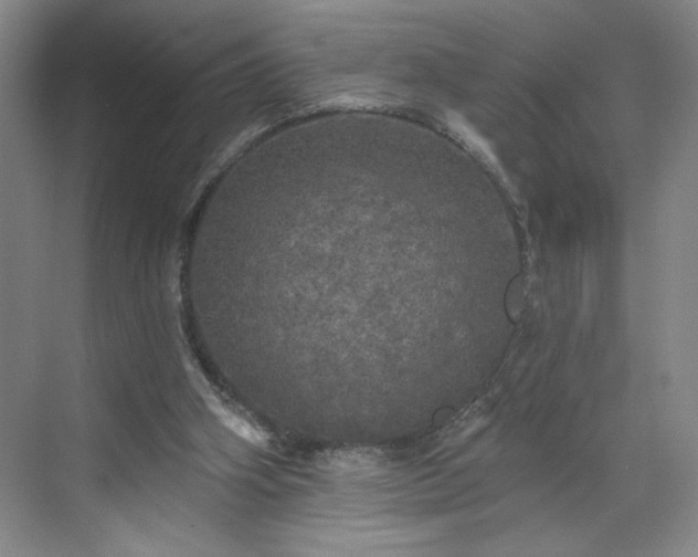 X0000070340106200606161301