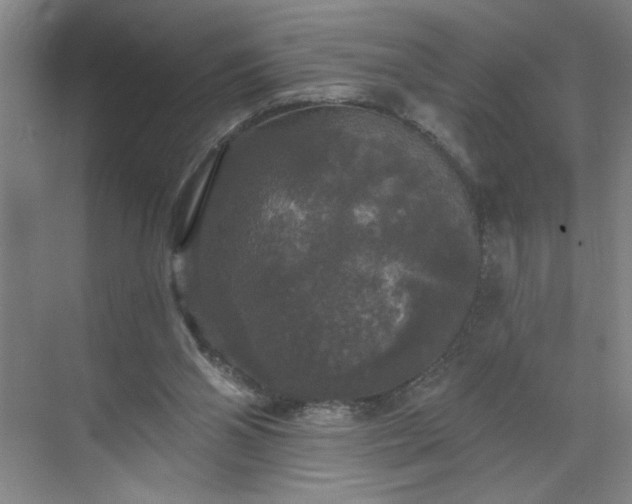 X0000070340110200606161301