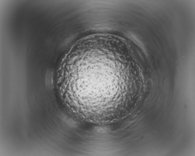 X0000070340115200606161301