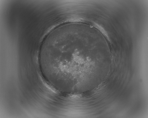 X0000070340155200606161259