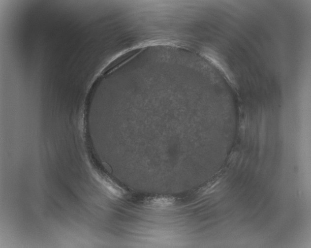 X0000070340156200606161259