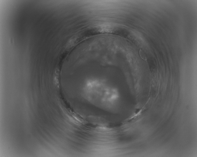 X0000070340175200606161300