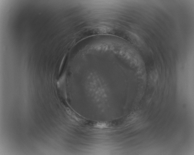 X0000070340177200606161300