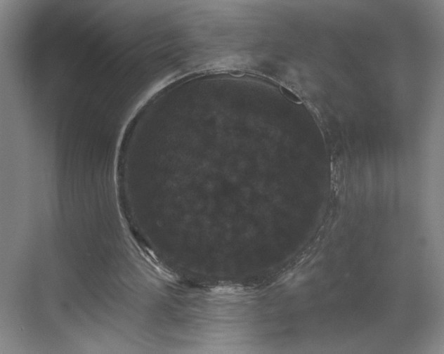 X0000070340196200606161259