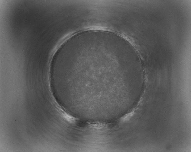 X0000070340199200606161259