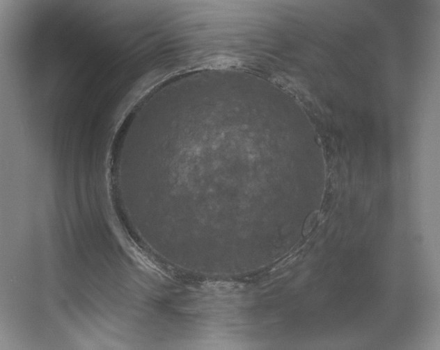 X0000070340242200606161258