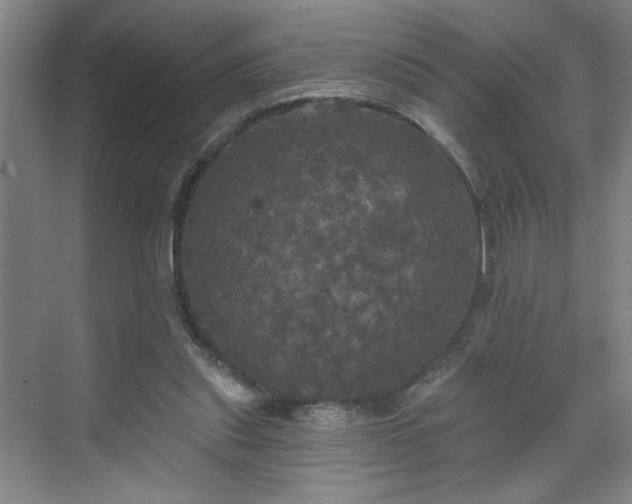 X0000070340253200606161258