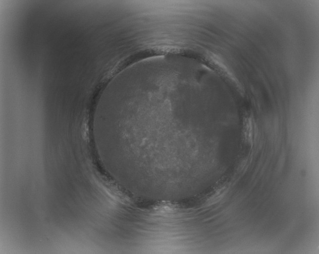 X0000070340259200606161258