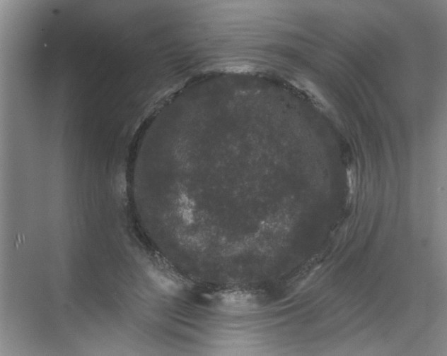 X0000070340500200606161254