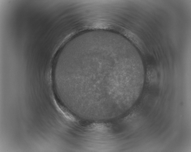 X0000070340534200606161253