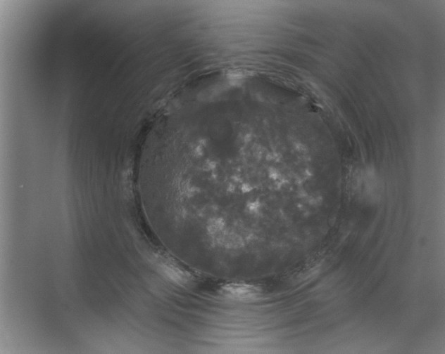 X0000070340557200606161253