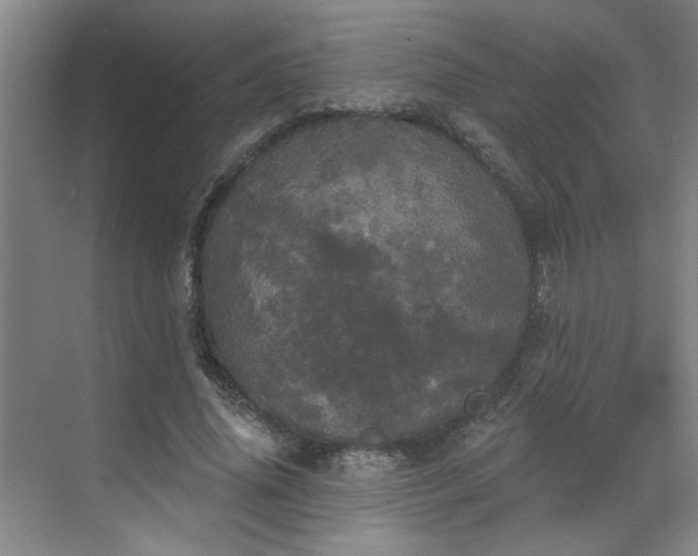 X0000070340636200606161251