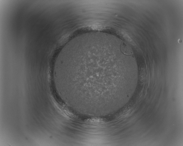 X0000070340639200606161251