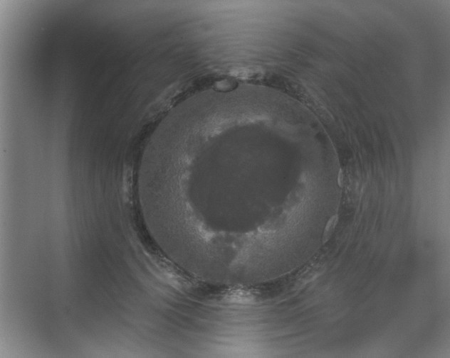 X0000070340656200606161252