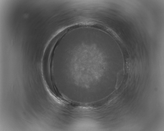 X0000070340726200606161250