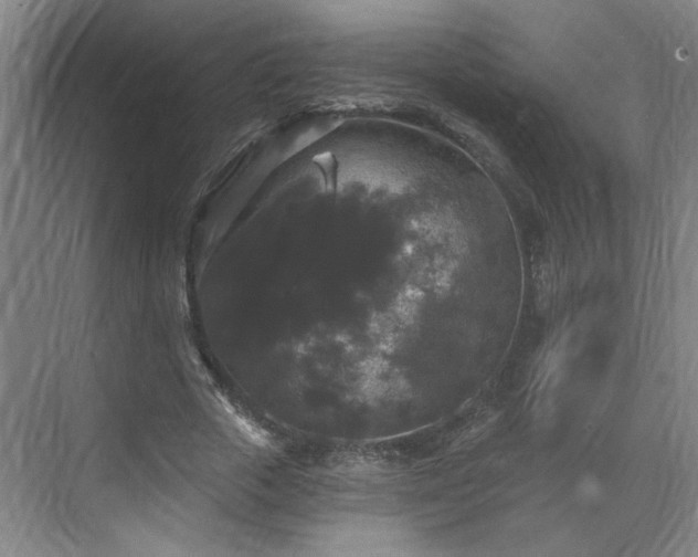 X0000070340729200606161250