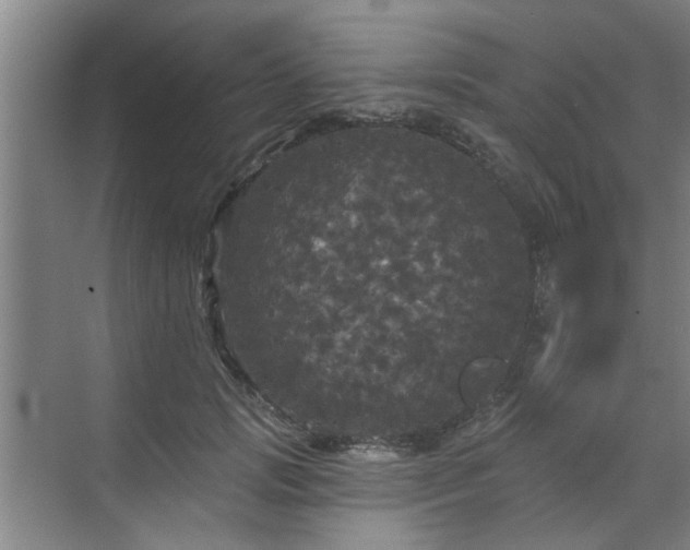 X0000070340749200606161250