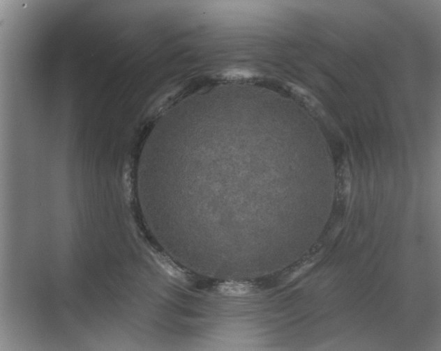 X0000070340762200606161250