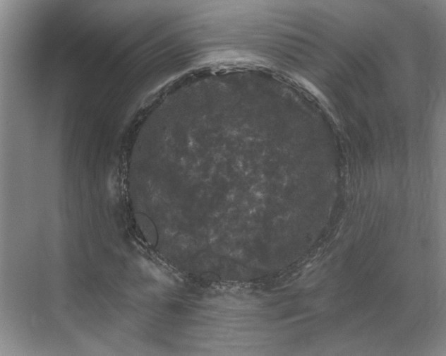 X0000070340775200606161249