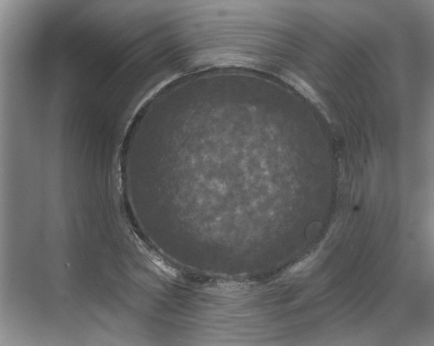 X0000070340782200606161249