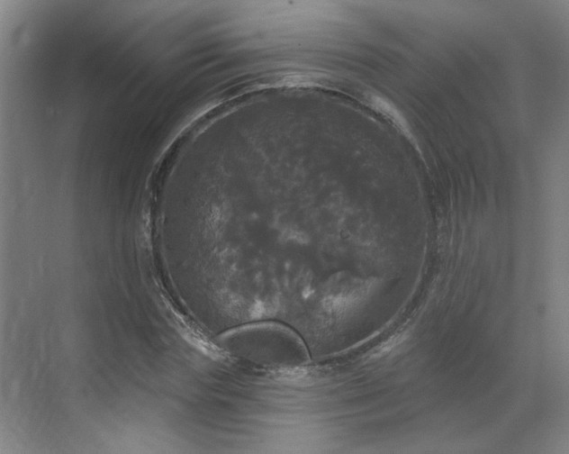 X0000070340827200606161248