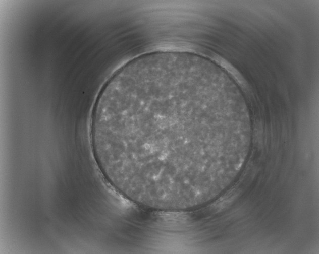 X0000070340856200606161249