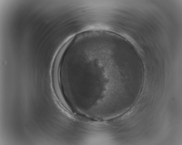 X0000070340864200606161249