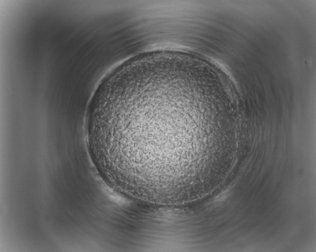 X0000070340987200606161246