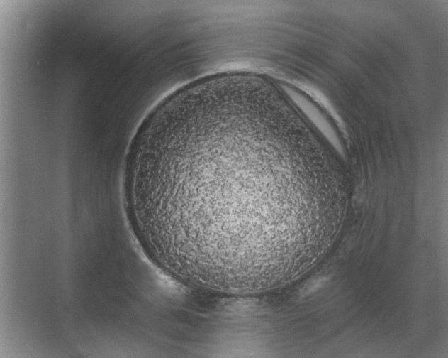 X0000070340991200606161246