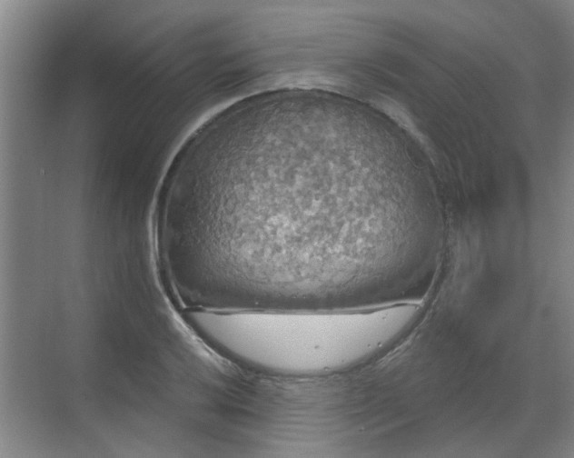 X0000070341032200606161245