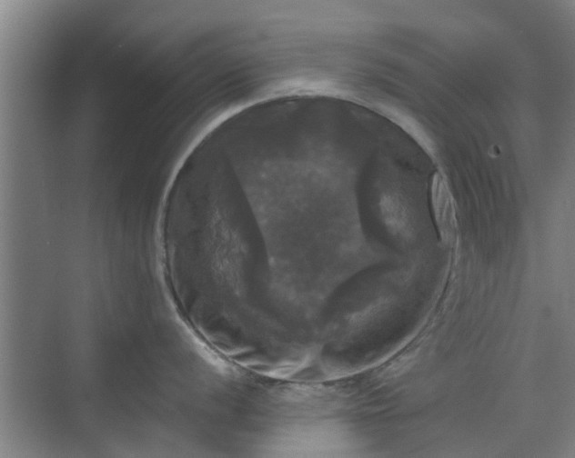 X0000070341056200606161246