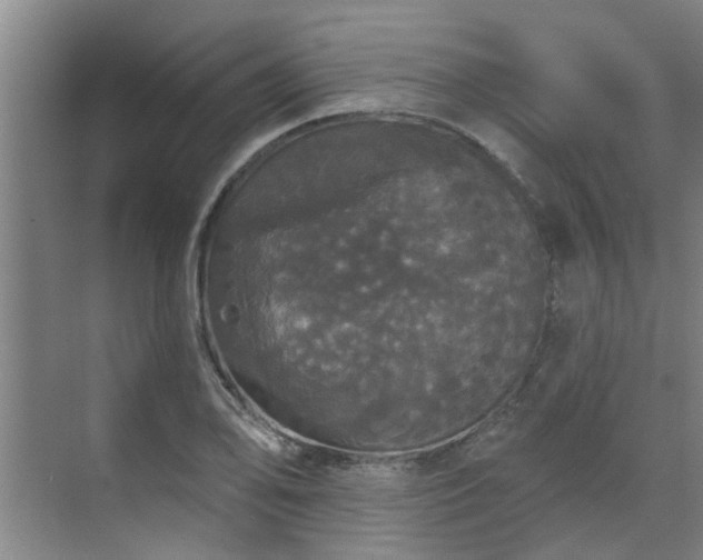 X0000070341078200606161244