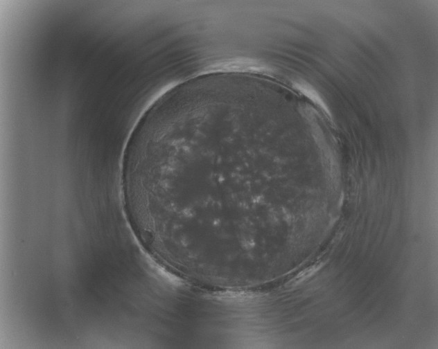 X0000070341087200606161244