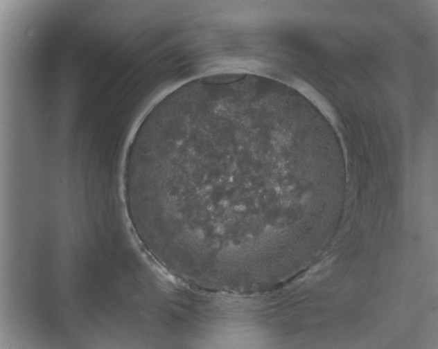 X0000070341104200606161244