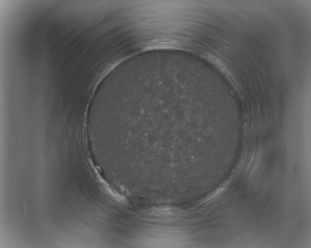 X0000070341129200606161243